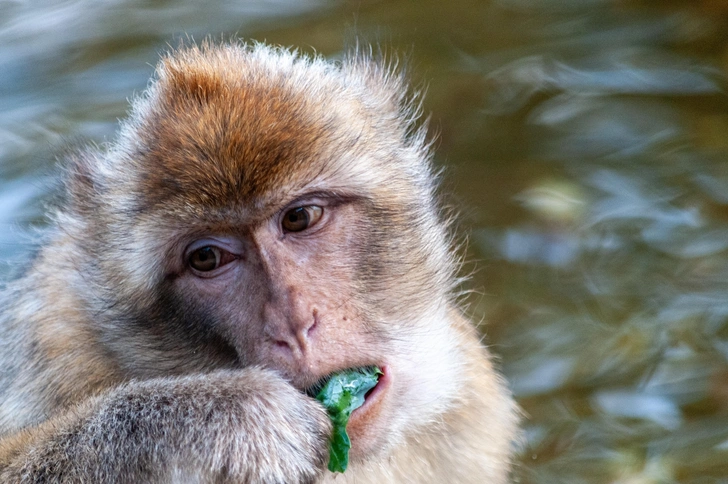 Макаки на Гибралтаре начали есть землю