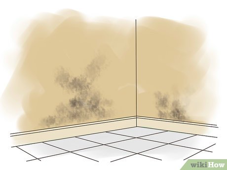 Как удалить плесень с внутренних стен помещения